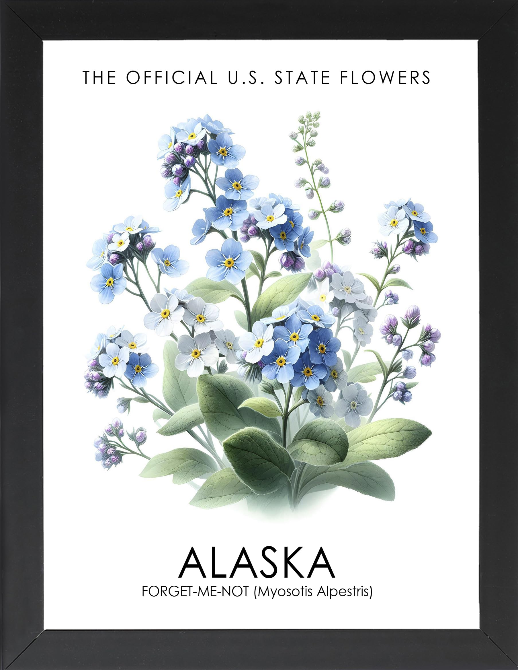 Amazon.com: Framed State Flower Poster, Official State Flowers